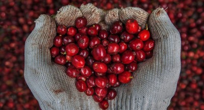 KỸ THUẬT HÁI CAFE