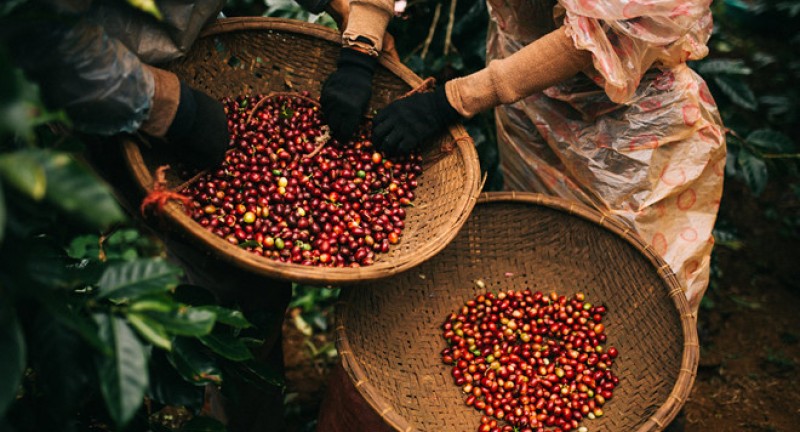 Về Aranna Coffee & Restaurant