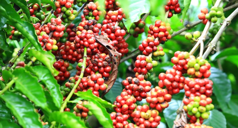 Quy trình chế biến hạt cafe